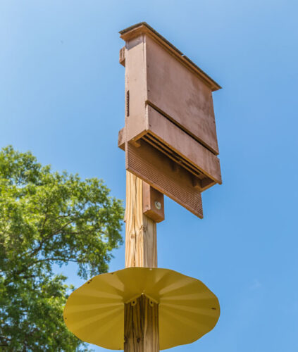 Use Bat Houses for Mosquito Control
